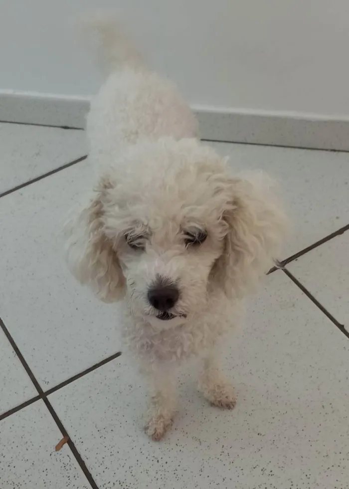 Cachorro ra a Poodle idade 4 anos nome Eva