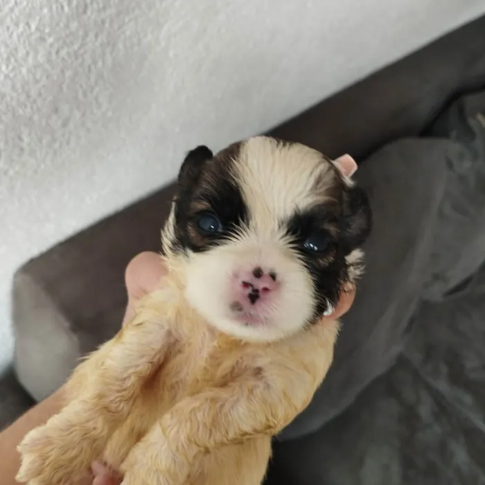Cachorro raça SRD mistura de duas raças  idade Abaixo de 2 meses nome Não tem nome ainda