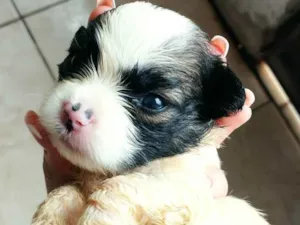 Cachorro raça SRD mistura de duas raças  idade Abaixo de 2 meses nome Não tem nome ainda