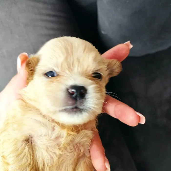 Cachorro raça SRD mistura de duas raças  idade Abaixo de 2 meses nome Não tem nome ainda