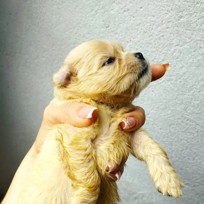 Cachorro raça SRD mistura de duas raças  idade Abaixo de 2 meses nome Não tem nome ainda