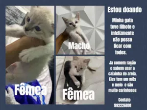 Gato raça  idade 2 a 6 meses nome Lua/leo/amora