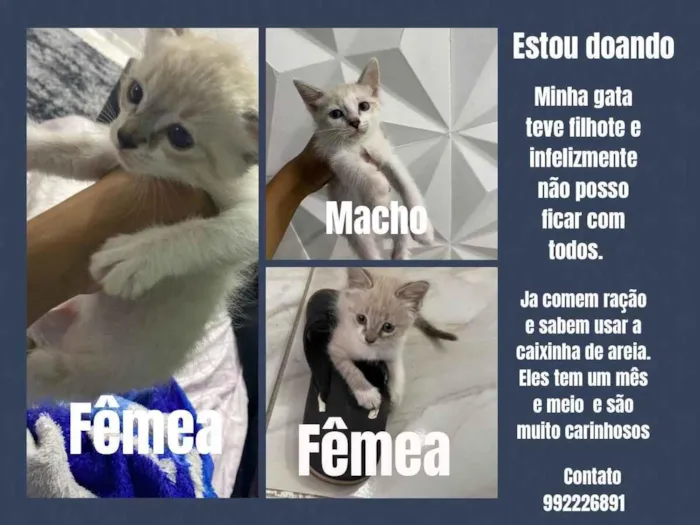 Gato ra a  idade 2 a 6 meses nome Lua/leo/amora