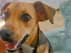 Cachorro raça Vira-lata idade 1 ano nome Mel