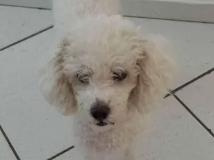 Cachorro raça Poodle idade 4 anos nome Eva
