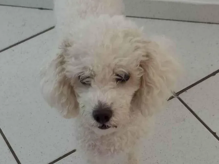 Cachorro ra a Poodle idade 4 anos nome Eva