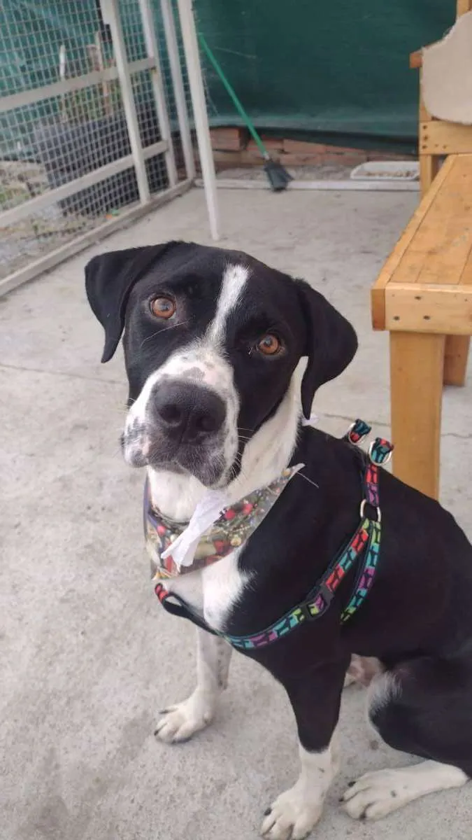 Cachorro raça Sem raça definida idade 1 ano nome Snoopy