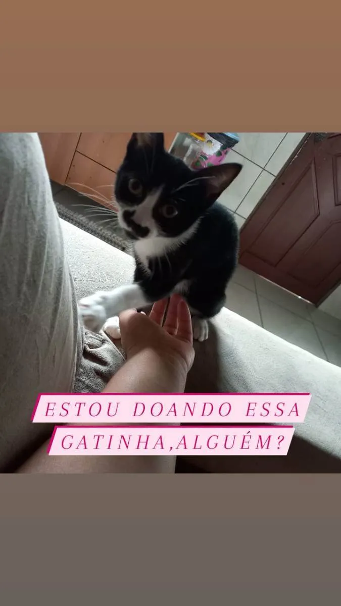 Gato ra a Gato idade 2 a 6 meses nome Não tem