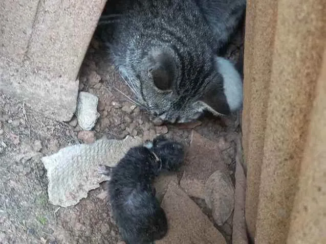 Gato raça Gato idade Abaixo de 2 meses nome Gata com filhotes