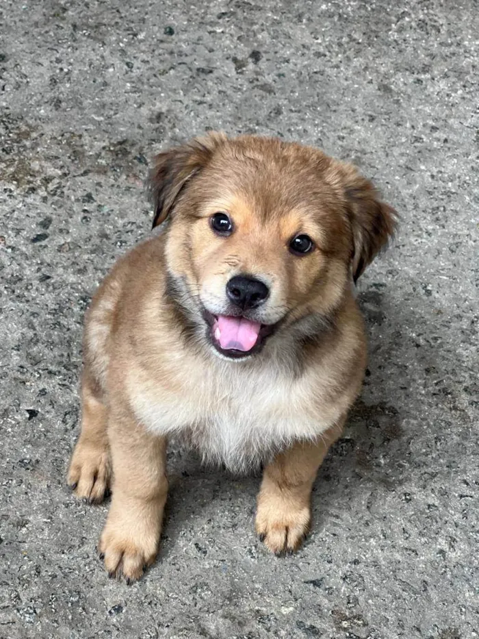 Cachorro raça SRD idade 2 a 6 meses nome Crush