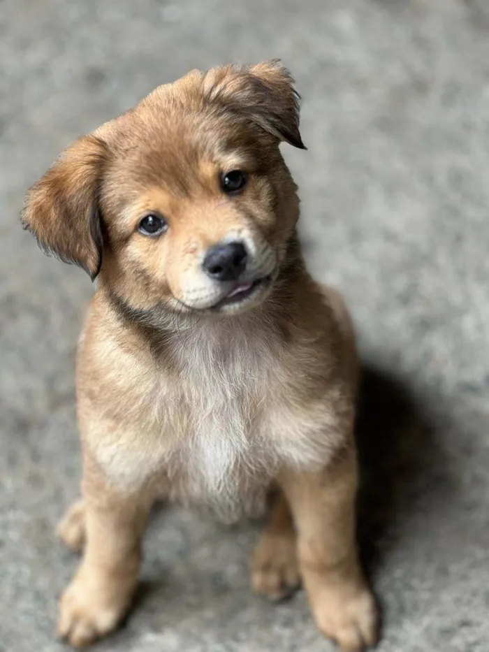 Cachorro raça SRD idade 2 a 6 meses nome Crush