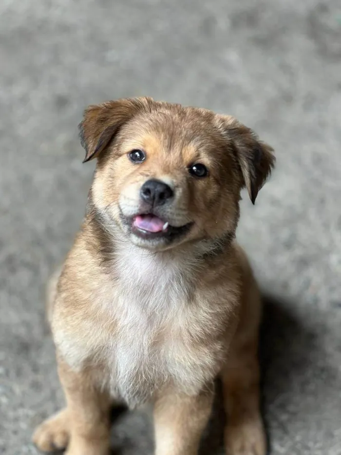 Cachorro raça SRD idade 2 a 6 meses nome Crush