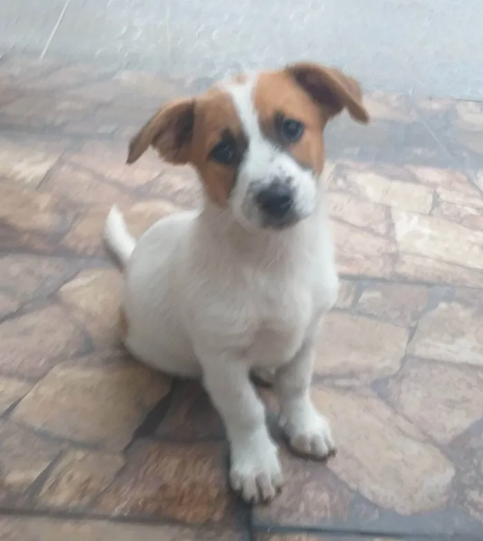 Cachorro raça Srd idade 2 a 6 meses nome Branca