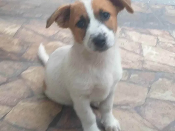 Cachorro raça Srd idade 2 a 6 meses nome Branca