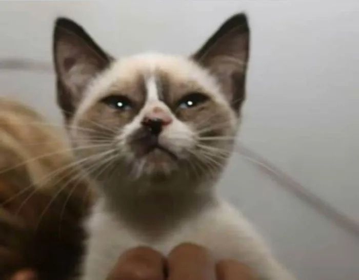 Gato raça  idade 2 a 6 meses nome Filhotes