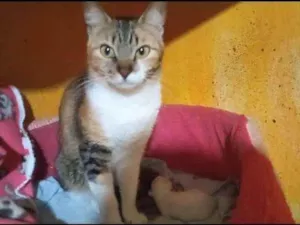 Gato raça Sem Raça Definida idade 2 anos nome NINA