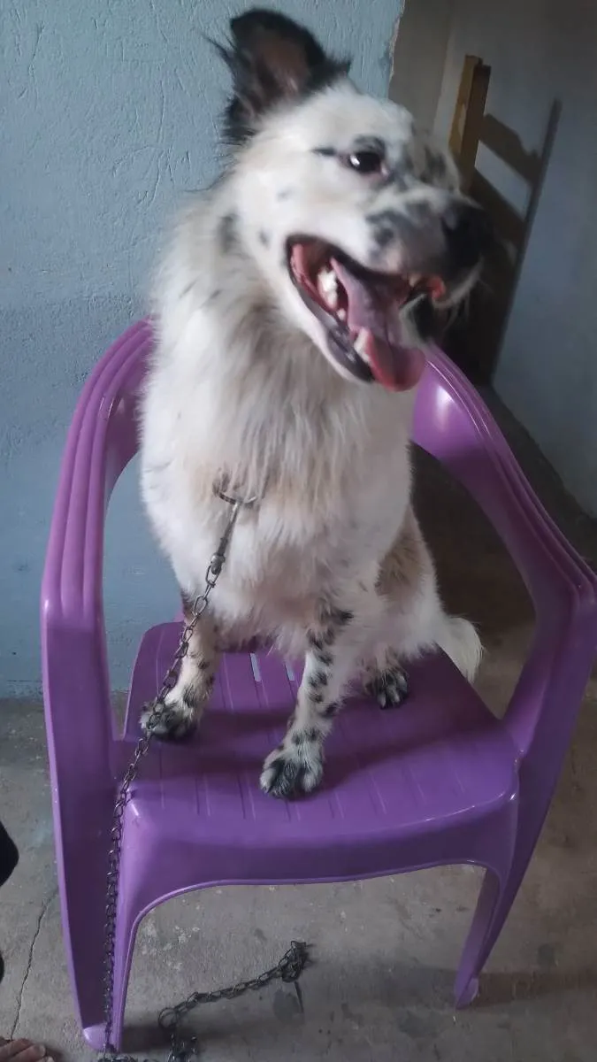 Cachorro raça Vira lata  idade 1 ano nome Malls Yuki