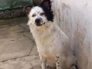 Cachorro raça Vira lata  idade 1 ano nome Malls Yuki