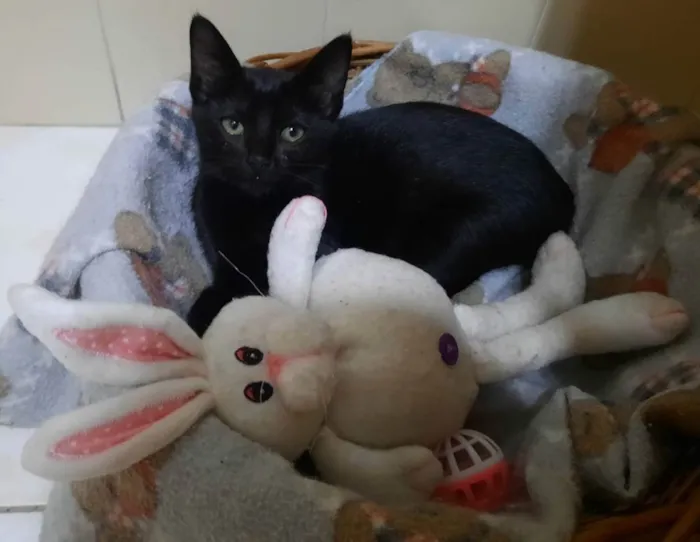 Gato raça Sem Raça Definida idade 2 a 6 meses nome ESMERALDA Filhote