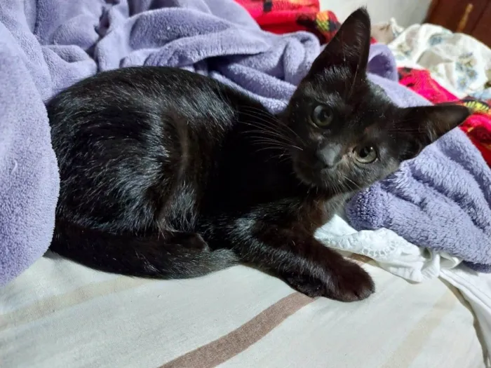 Gato raça Sem Raça Definida idade 2 a 6 meses nome ESMERALDA Filhote