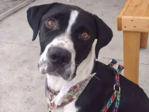 Cachorro raça Sem raça definida idade 1 ano nome Snoopy