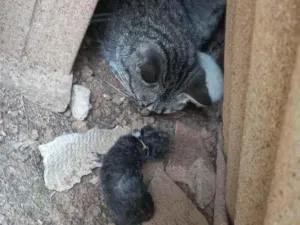 Gato raça Gato idade Abaixo de 2 meses nome Gata com filhotes