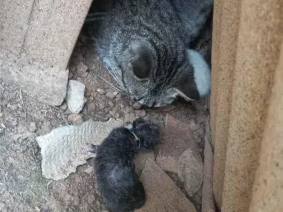 Gato raça Gato idade Abaixo de 2 meses nome Gata com filhotes