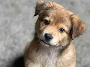 Cachorro raça SRD idade 2 a 6 meses nome Crush