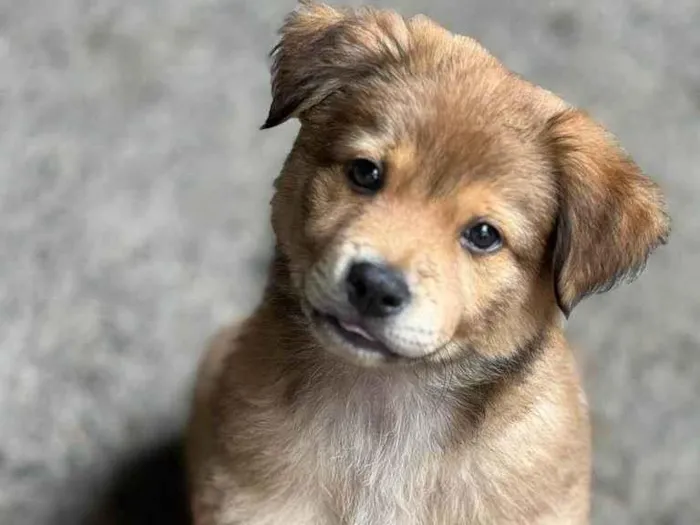 Cachorro raça SRD idade 2 a 6 meses nome Crush