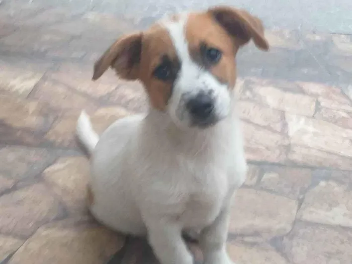 Cachorro raça Srd idade 2 a 6 meses nome Branca