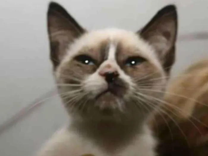 Gato raça  idade 2 a 6 meses nome Filhotes