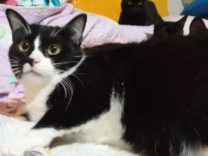 Gato raça Sem Raça Definida idade 7 a 11 meses nome JOÃO ANTONIO IRMÃOS