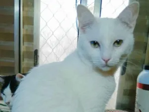Gato raça Sem Raça Definida idade  nome DIA