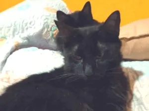 Gato raça Sem Raça Definida idade 2 anos nome NOITE