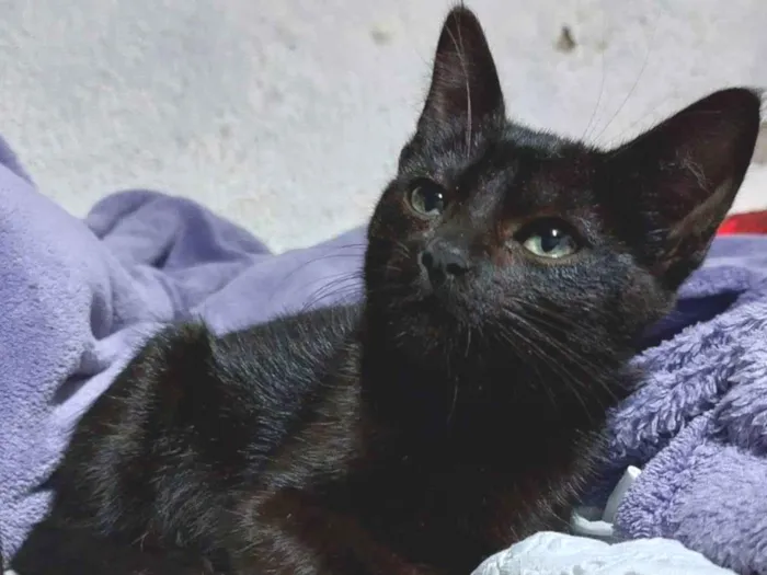 Gato raça Sem Raça Definida idade 2 a 6 meses nome ESMERALDA Filhote