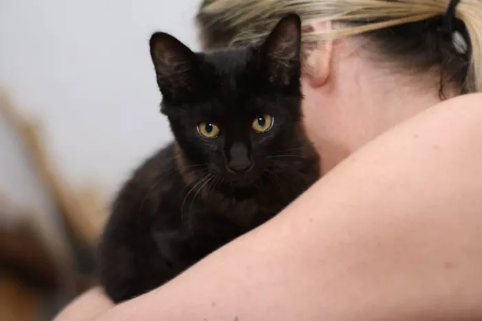 Gato raça Sem raça  idade 2 a 6 meses nome Pretinho