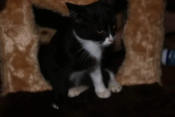 Gato raça Srd idade 2 anos nome Dori