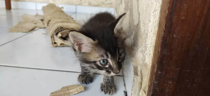 Gato ra a viralata idade Abaixo de 2 meses nome rajado macho
