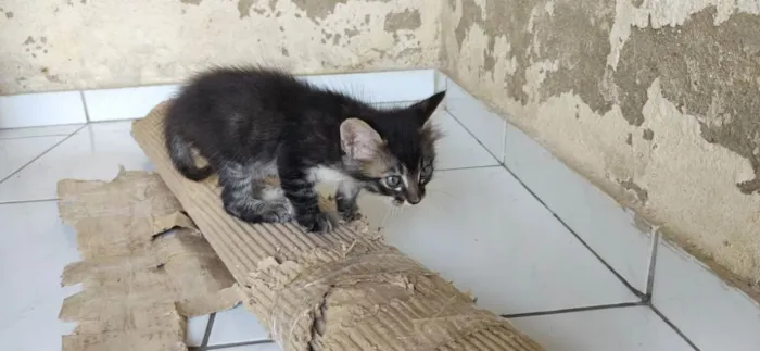 Gato ra a viralata idade Abaixo de 2 meses nome rajado macho