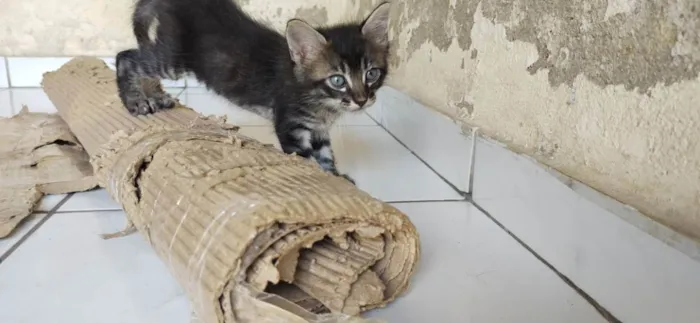 Gato ra a viralata idade Abaixo de 2 meses nome rajado macho