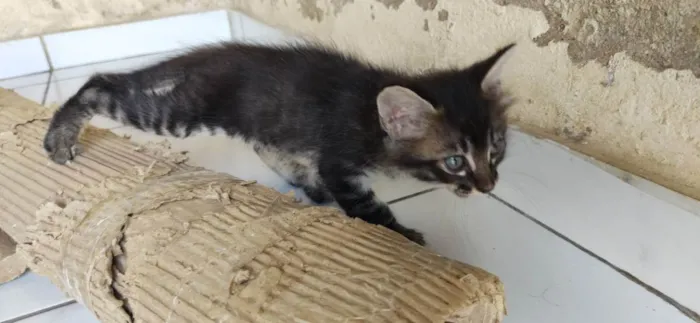 Gato ra a viralata idade Abaixo de 2 meses nome rajado macho