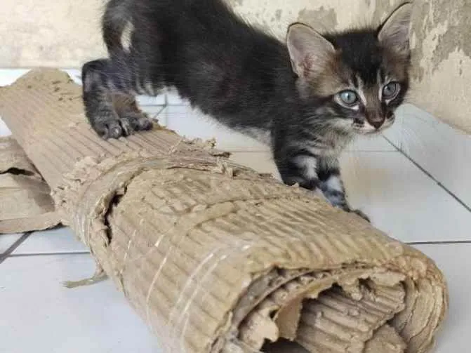 Gato ra a viralata idade Abaixo de 2 meses nome rajado macho