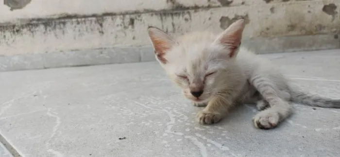 Gato ra a simes/viralata idade Abaixo de 2 meses nome bolinha