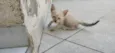 bolinha