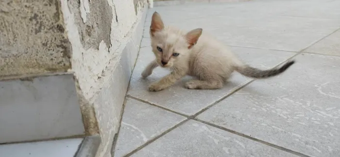 Gato ra a simes/viralata idade Abaixo de 2 meses nome bolinha