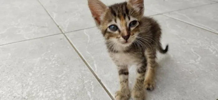 Gato ra a viralata idade Abaixo de 2 meses nome rajadinha