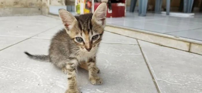 Gato ra a viralata idade Abaixo de 2 meses nome rajadinha