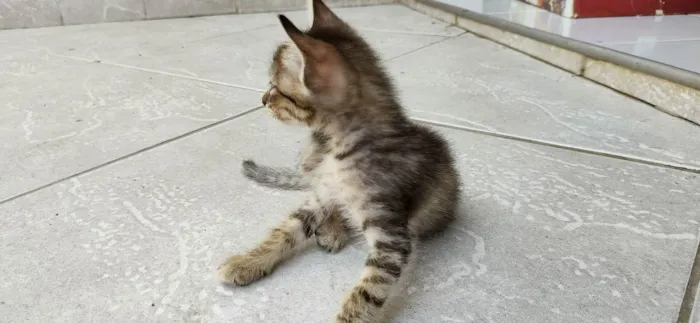Gato ra a viralata idade Abaixo de 2 meses nome rajadinha