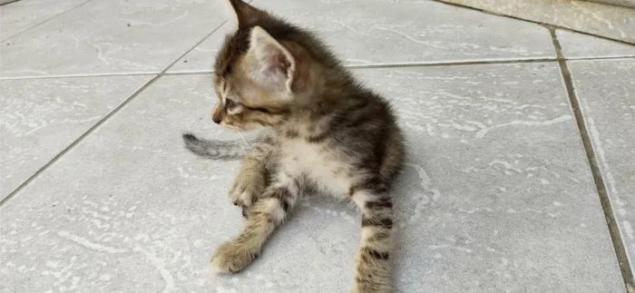 Gato ra a viralata idade Abaixo de 2 meses nome rajadinha