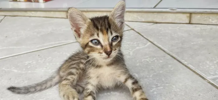 Gato ra a viralata idade Abaixo de 2 meses nome rajadinha